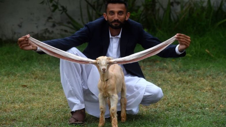 Simba Long-Eared Goat Video: रातों-रात स्टार बन गई लंबे कान वाली ये बकरी, दूर-दूर से देखने आ रहे लोग