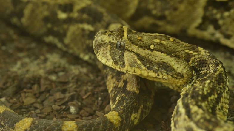 Snake Fart: शिकारियों को अपने फार्ट से चकमा देता है यह सांप, जहर नहीं बदबू है इसका सबसे बड़ा हथियार