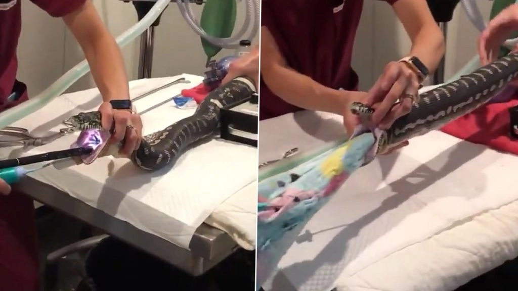 सांप के मुंह में फंसे कपड़े के टुकड़े को डॉक्टर ने निकाला बाहर, नागराज के ऑपरेशन का वीडियो हुआ वायरल