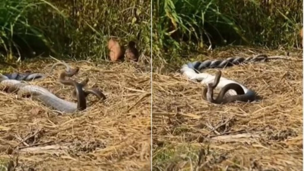एक-दूसरे से लिपटकर रोमांस करता दिखा नाग-नागिन का जोड़ा, मनमोहक वीडियो हुआ वायरल