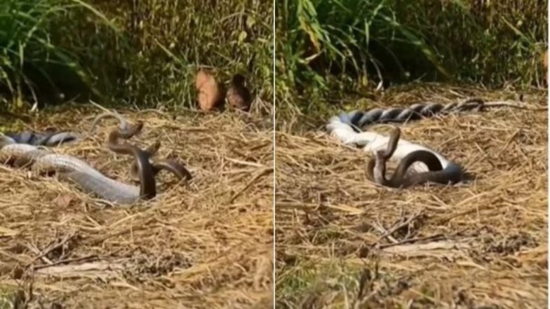Viral Video: एक-दूसरे से लिपटकर रोमांस करता दिखा नाग-नागिन का जोड़ा, मनमोहक वीडियो हुआ वायरल