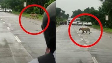 Maharashtra: चंद्रपुर में सड़क पार करते बाघ को देखते ही थम गया पूरा ट्रैफिक, गाड़ियों को रोक कर टाइगर को दिया गया रास्ता (Watch Video)