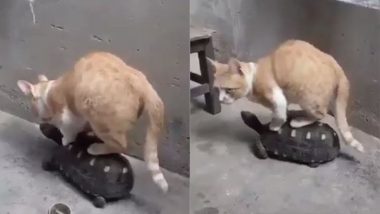 Viral Video: कछुए पर सवार होकर बिल्ली मौसी ने लिया सैर-सपाटे का आनंद, मजेदार वीडियो हुआ वायरल