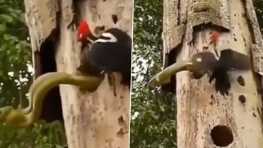 Woodpecker Mom Fights With Snake: अंडे चुराने के लिए घोसले में घुसा सांप, मम्मी कठफोड़वा ने जान पर खेलकर ऐसे भगाया