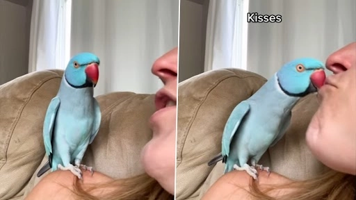 यह ब्लू तोता महिला को किस करता है और क्यूट बोलता है, दोनों की बातचीत का क्यूट वीडियो वायरल