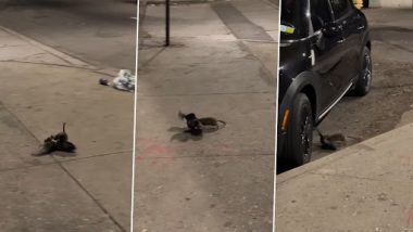 Viral Video: न्यूयॉर्क में सैवेज रैट कबूतर पर किया अटैक, उसे मारने के लिए ले गया कार के नीचे, देखें वीडियो