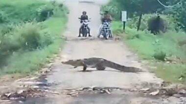 Crocodiles Spotted In Residential Areas: वडोदरा में भारी बारिश के चलते नदियों से निकलकर रिहायशी इलाकों में घुस रहे हैं मगरमच्छ, सड़क पार करने का वीडियो वायरल