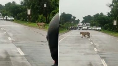 Tiger Crossing Road: टाइगर को सड़क पार करने में मदद करने के लिए ट्रैफिक पुलिस ने यात्रियों को रोका, देखें वीडियो