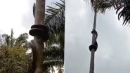 Giant Snake Climbing Tree: इस विशालकाय सांप को पेड़ पर चढ़ता देख किसी का भी सूख जाएगा गला, देखें VIDEO