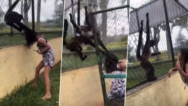 Monkey Pulled Girl's Hair: बंदर के बाड़े में बार- बार हाथ मारकर उसे परेशान कर रही थी लड़की, गुस्साए जानवर ने किया कुछ ऐसा