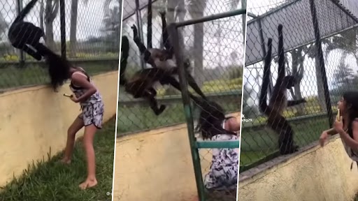 Monkey Pulled Girl's Hair: बंदर के बाड़े में बार- बार हाथ मारकर उसे परेशान कर रही थी लड़की, गुस्साए जानवर ने किया कुछ ऐसा