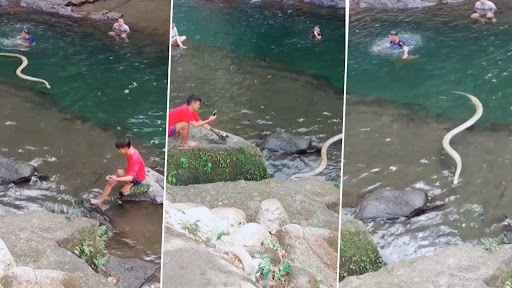 Viral Video: नदी में तैरते देखा गया विशाल सांप, रिकॉर्डिंग कर रहा शख्स दुम दबाकर भागा, देखें वीडियो