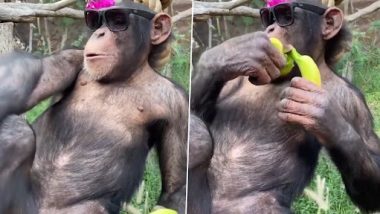 Monkey Swag: काले चश्मे में रोप पर बैठकर केला खाते हुए बंदर का क्यूट क्लिप वायरल, वीडियो देख बन जाएगा दिन