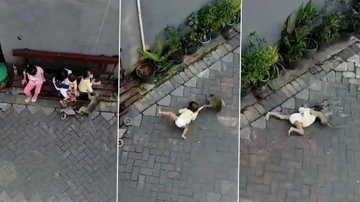 छोटी बाइक पर बैठकर बंदर ने बच्ची को किडनैप करने की कोशिश की, देखें वायरल वीडियो