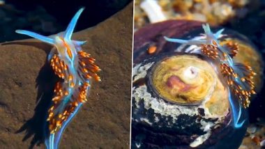 Alien Creature: समुद्र में रेंगते हुए दिखा चमकता हुआ अजीब प्राणी, नेटिज़न्स इसे कहा एलियन, देखें वीडियो