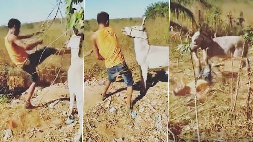 Viral Video: शख्स ने गधे को मारे लात- घुसे और बेहरहमी से की पिटाई, तुरंत मिला कर्म का फल, देखें वीडियो