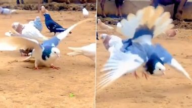 Pigeon Doing Backflips: कबूतर का बैकफ्लिप करते हुए  क्लिप वायरल, वीडियो देख इंटरनेट पर लोग हैरान