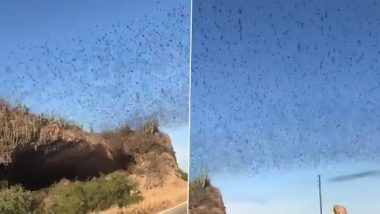 Viral Video: मेक्सिको में गुफा से बाहर उड़ते दिखे अनगिनत चमगादड़, नेटिज़न्स हैरान