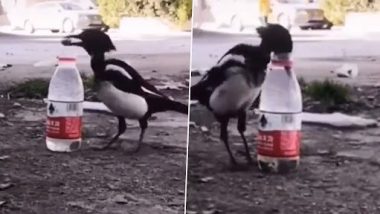 Viral Video: बोतल से पानी पीने के लिए मैगपाई पक्षी ने किया पत्थरों का इस्तेमाल, वीडियो देख याद आ जाएगी प्यासे कौवे की कहानी