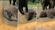 Viral Video: हाथी के बच्चे का नहाते हुए और पानी में लोटते हुए क्यूट क्लिप वायरल, वीडियो देख चेहरे पर आजाएगी मुस्कान