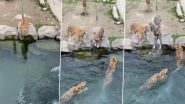 Viral Video: मीट के एक टुकड़े के लिए 4 शेरों में लगी बाज़ी, उसके बाद जो हुआ...देखें वीडियो