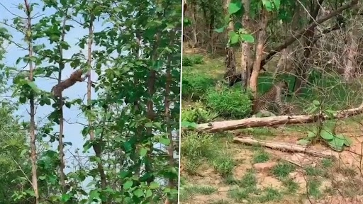 पन्ना टाइगर रिजर्व में पेड़ पर कूदकर भूखे तेंदुए ने किया बंदर का शिकार, देखें भयावह वीडियो