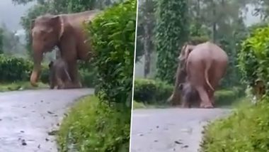 Viral Video: अपने बच्चे को भारी बारिश से बचाने के लिए मम्मी हाथी ने किया कुछ ऐसा, देखें मनमोहक वीडियो