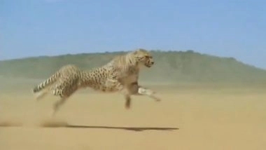 Viral Video: सबसे तेज गति से दौड़ते चीते का वीडियो वायरल, स्पीड देख मंत्रमुग्ध हुए नेटिज़न्स