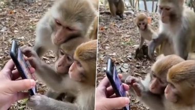 Viral Video: जिज्ञासु बंदरो ने स्मार्टफोन पर देखा अपना वीडियो, मजेदार रिएक्शन हुआ वायरल