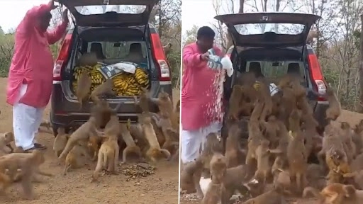 शख्स ने बंदरों को दी केले की दावत, उसके बाद जो हुआ...देखें वीडियो