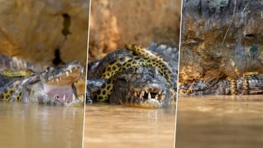 Giant Anaconda Crushes Crocodile: विशालकाय एनाकोंडा ने मगरमच्छ को जकड़कर उतारा मौत के घाट, कैमरे में कैद हुआ खौफनाक मंजर