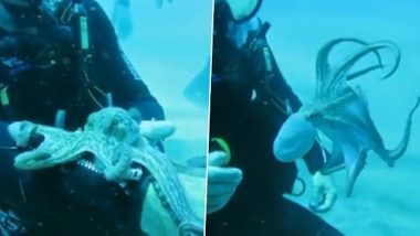 Scuba Diver Plays With Octopus: स्कूबा डाइवर का बेबी ऑक्टोपस के साथ खेलते हुए क्लिप वायरल, देखें मनमोहक वीडियो