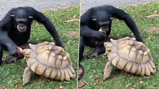 Chimpanzee Shares Apple With a Tortoise: चिंपैंजी ने कछुए के साथ शेयर किया सेब, दिल को छू लेने वाला वीडियो वायरल