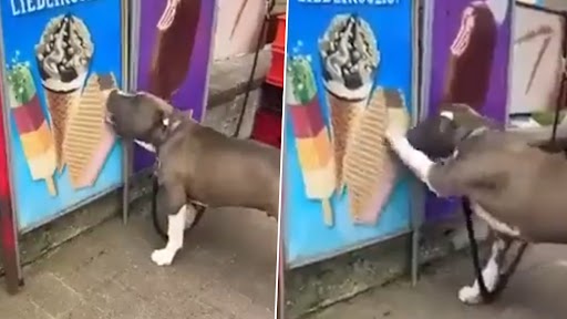 Viral Video: पोस्टर पर आइसक्रीम को असली समझकर उसे चाटते हुए कुत्ते का क्लिप वायरल, लोगों ने जताई सहानुभूति
