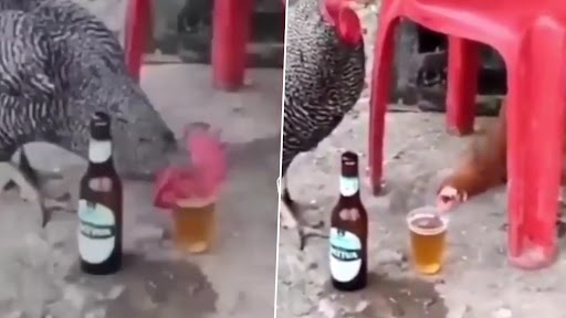 Viral Video: ग्लास में से बीयर पीते हुए मुर्गियों का क्लिप वायरल, वीडियो देख नेटिज़न्स हुए लोट-पोट