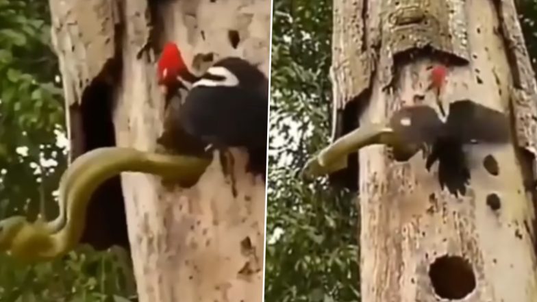Viral Video: अंडे चुराने के लिए घोंसले में जा घुसा सांप, उन्हें बचाने के लिए नागराज से भिड़ गई मां कठफोड़वा