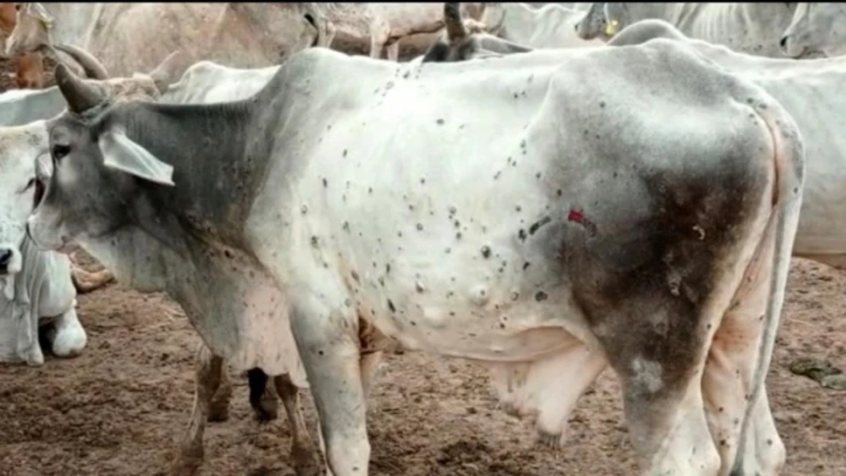 Maharashtra: महाराष्ट्र में ढेलेदार त्वचा रोग को फैलने से रोकने के लिए पशुओं  का टीकाकरण तेज करने का निर्देश | LatestLY हिन्दी