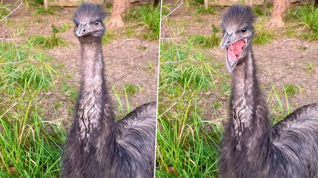 जम्हाई लेते दिखा इमू पक्षी का वीडियो हुआ वायरल, देखकर आप भी कहेंगे ऐसा नजारा पहले कभी नहीं देखा