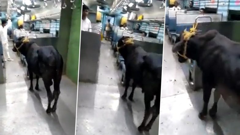 Bull Travelling in Train: यात्रियों की तरह मजे से ट्रेन में सवारी करता दिखा सांड, इंटरनेट पर तहलका मचा रहा है यह वीडियो