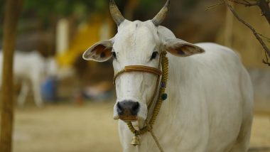 West Bengal: इंसानियत शर्मसार! गर्भवती गाय को दरिंदे ने बनाया अपनी हवस का शिकार, पुलिस ने किया गिरफ्तार