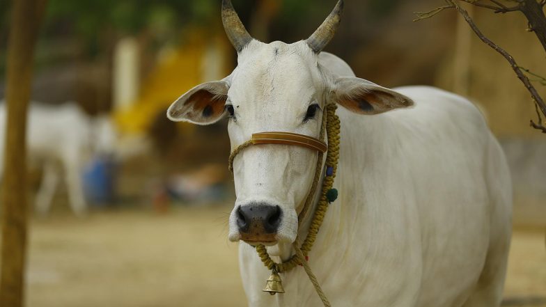 गाय को राष्ट्रीय पशु घोषित करने की मांग पर सुप्रीम कोर्ट ने कहा- क्या यह अदालत का काम है?