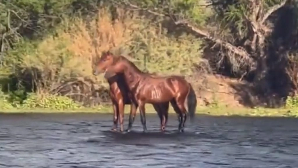 पानी में तैरते दिखे जमीन पर तूफानी रफ्तार से दौड़ने वाले घोड़े, Viral Video देख चकरा जाएगा आपका दिमाग