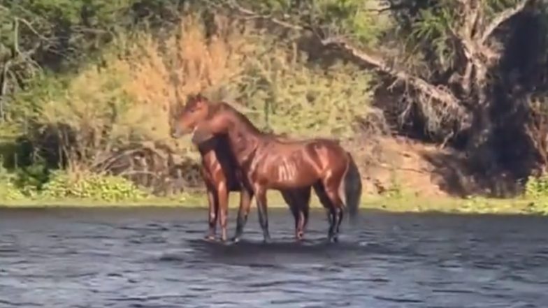 पानी में तैरते दिखे जमीन पर तूफानी रफ्तार से दौड़ने वाले घोड़े, Viral Video देख चकरा जाएगा आपका दिमाग