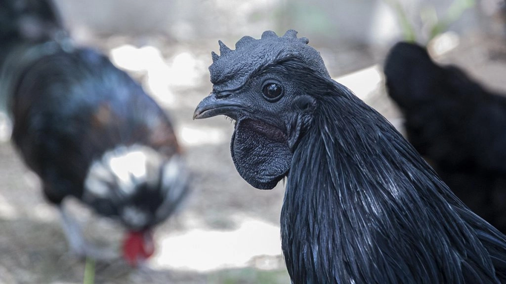 देश भर में कड़कनाथ की बांग, झाबुआ में सालाना पैदावार बढ़कर 2.5 लाख चूजों पर पहुंची