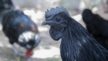 देश भर में कड़कनाथ की बांग, झाबुआ में सालाना पैदावार बढ़कर 2.5 लाख चूजों पर पहुंची