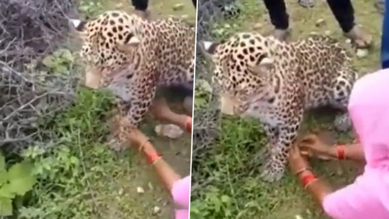 Viral Video: महिला ने घायल तेंदुए को बनाया अपना भाई, राखी बाधकर मनाया रक्षा बंधन का त्योहार