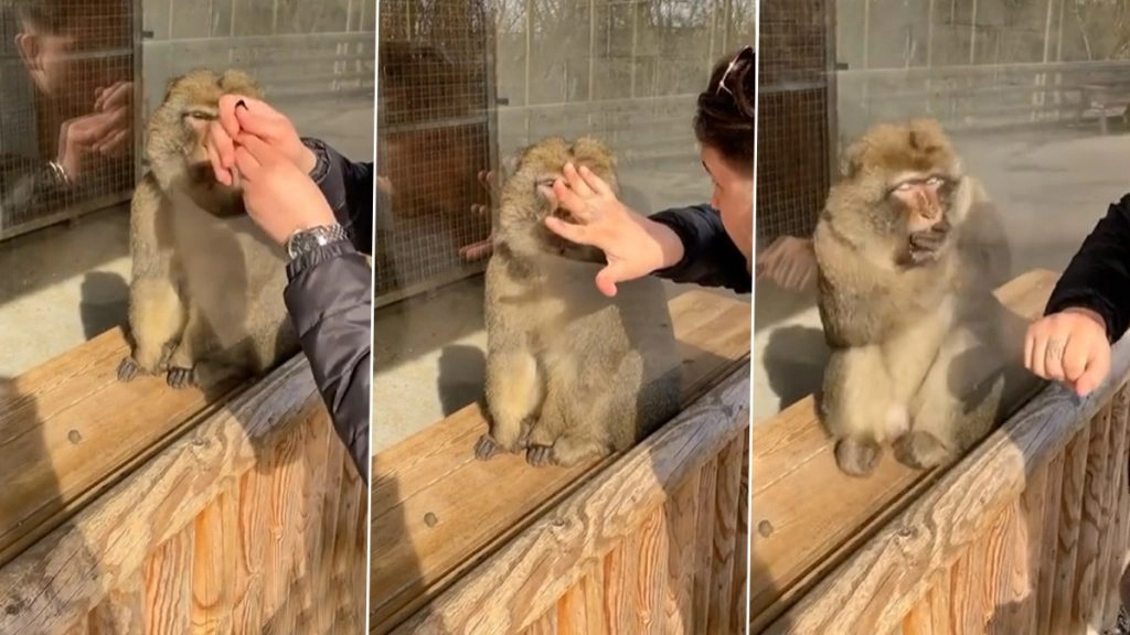 चिड़ियाघर में शख्स ने बंदर के सामने दिखाया मैजिक, जानवर ने दिया ऐसा रिएक्शन की हंसते-हंसते लोटपोट हो जाएंगे आप