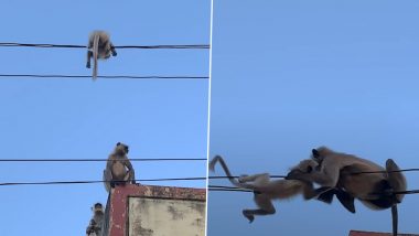 Viral Video: खुद को जोखिम में डालकर बंदरिया ने बचाई बिजली के तार पर लटके नन्हे बंदर की जान, वीडियो हुआ वायरल