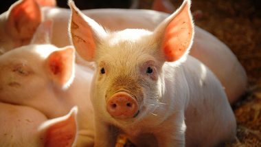Pig Organs: मौत के कुछ घंटे बाद फिर जिंदा हो उठे सूअर, वैज्ञानिकों की कामयाबी ने दुनिया को चौकाया