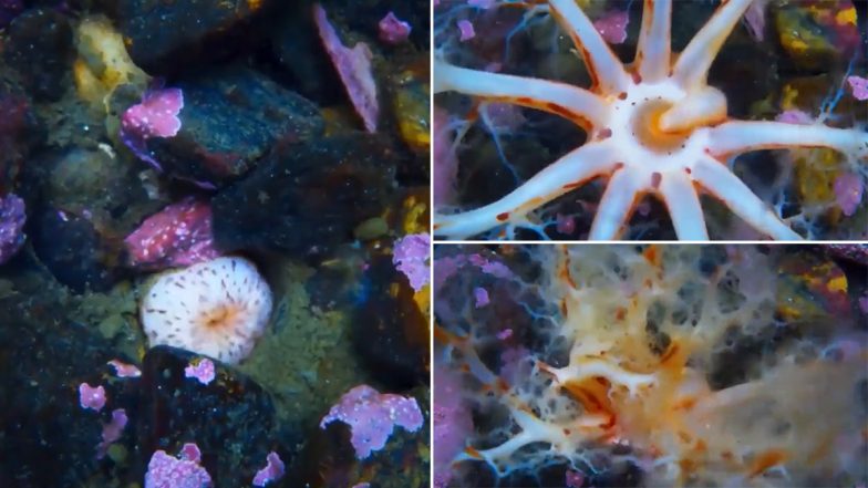Sea Cucumber: खाना खाते अजीबो-गरीब समुद्री जीव का वीडियो हुआ वायरल, देखकर पैरों तले खिसक जाएगी जमीन